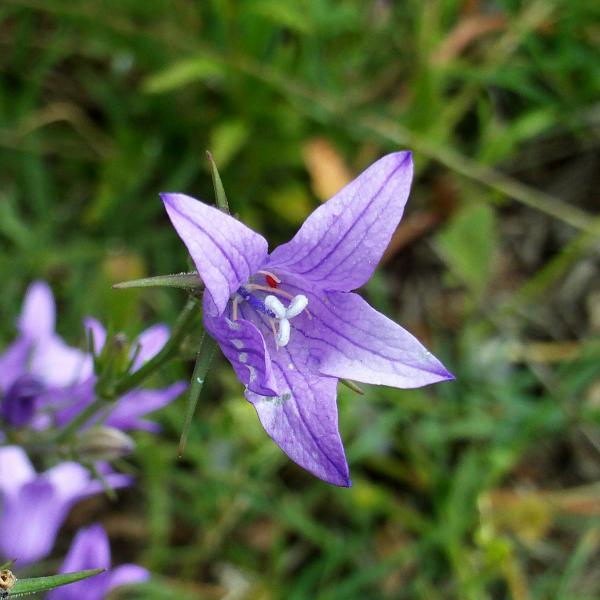 RapunzelGlockenblume Campanula rapunculus Bienenroute